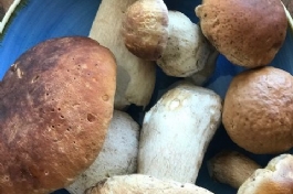 I PORCINI FRESCHI