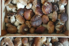 I PORCINI DI BORGOTARO