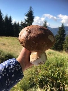 MENU DEGUSTAZIONE PORCINI